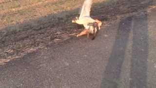 ハヤブサでルアーパスをやってたら鳶が来て空中戦開始