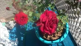 Brotha Mo  FireFighter and Chrysler Imperial Hybrid Tea Roses!