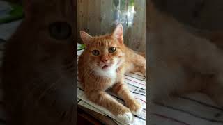 Рыжий кот Рыскин разговаривает с хозяйкой