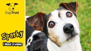 Sparky the Jack Russell Terrier Loves His Beach Walks! | Dogs Trust Darlington