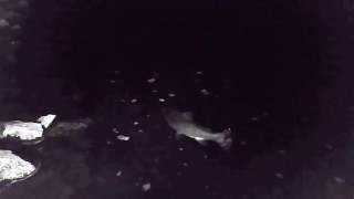 Big mouse brown - slo-mo