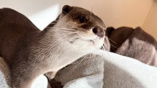 同じ格好の人間が飼い主と入れ替わった時のカワウソの反応が爆笑すぎた 笑 Otter's reaction when switched with owner in the same outfit.