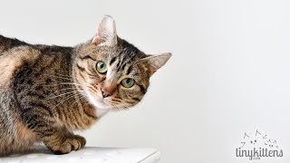 LIVE: Holiday and Horton join Mirok and Harriet!
