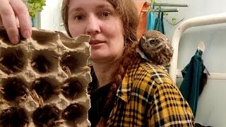Три тысячи сверчей на сундук тараканцев! Совёнок Лучик распаковывает доставку еды от T-RexFood