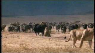 Uit Serengeti Symphony (Hugo van Lawick)