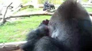 Gorilla Mom hugs Child