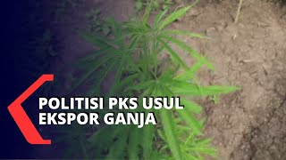Politisi PKS Usul RI Ekspor Ganja