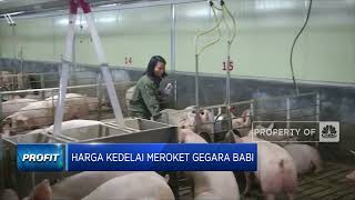 Harga Kedelai Meroket Gegara Babi