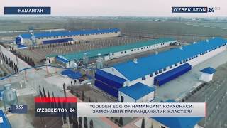 "Golden Egg of Namangan" корхонаси: замонавий паррандачилик кластери