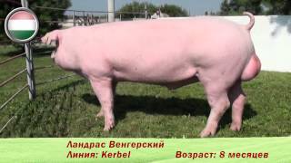 Фридом Фарм Бекон: племенные свиньи породы 'Ландрас'