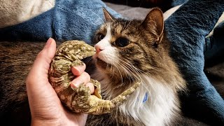 Распаковка нового питомца для Мурлока: Сыр с Плесенью. Гигантские бананоеды Rhacodactylus leachianus