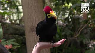 Zulu the Lady Ross Turaco is Excited about Zoo La La - Cincinnati Zoo #shorts