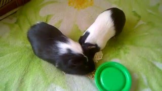 Звуки морских свинок (guinea pigs sounds)