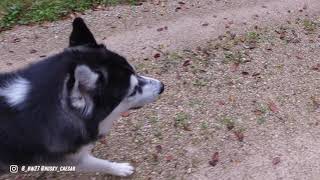 Wie baue ich vertrauen zu meinem Husky auf?