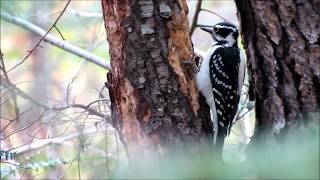 Female Hairy Woodpecker Pecking For Bugs