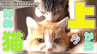 【仲良し】上から舐める猫