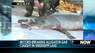 Record-Breaking: Alligator Gar Caught in Mississippi Lake