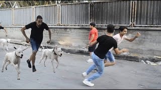 KÖPEKLER İLE İNSANLARIN ÜSTÜNE KOŞMA ŞAKASI (PİTBULL.K.T)
