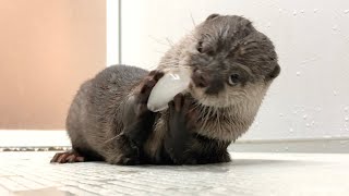 大きな氷をカワウソにあげてみたら超興奮しすぎてゴジラが爆誕した I gave the otter a big piece of ice and he got super excited!