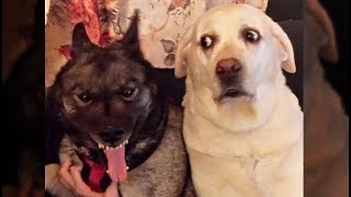 Awesome Funny Animals' Life Videos - Funniest Pets ?