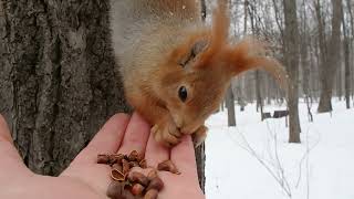 Кормлю белку, которая строила себе гнездо / Feeding a pregnant squirrel