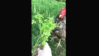Princess Harvard eats clover.