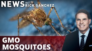 Florida releases genetically modified mosquitoes as 'death mechanism'