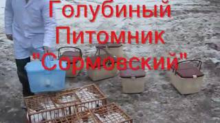 голуби белые спортивные white pigeons Nizhny Novgorod.