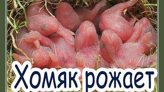 Хомяк рожает. Первые роды Няшки.