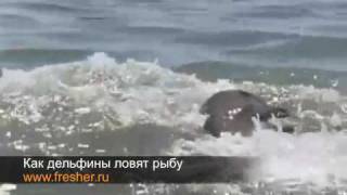 Как дельфины ловят рыбу