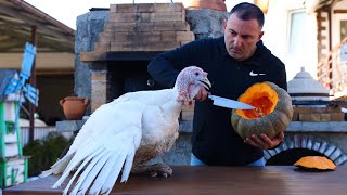 TURKEY BAKED in a PUMPKIN. MEAT in a PUMPKIN.