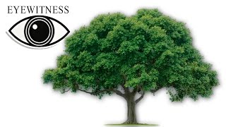 Все Про Деревья | BBC Документальный Фильм | Eyewitness | Tree