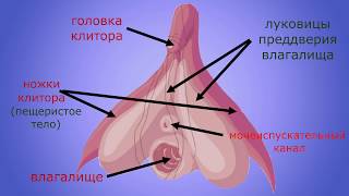 Женские половые органы: КЛИТОР