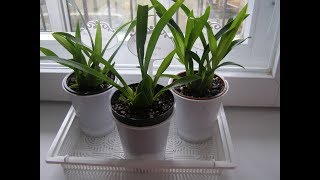 Мои новые орхидеи.Oncidium Twinkle: "Jasmin",  "Lisa", " Laura "