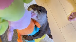 背中に赤ちゃんと同じくらいのサイズのカワウソを背負ってみた I carried an otter on my back that was about the same size as a baby.
