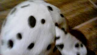 Super stuffer fluffer battle episode 31 part 1 worked out