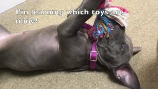 Pitbull Puppy's First Time Up Stairs