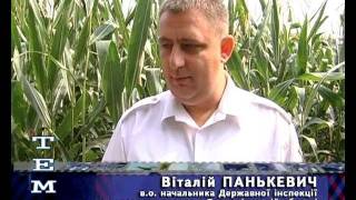 Тема Пік: західний кукурудзяний жук