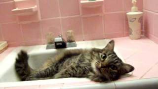 cat in sink