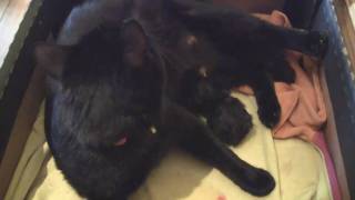 A black cat's story. Котята у чёрной кошки.