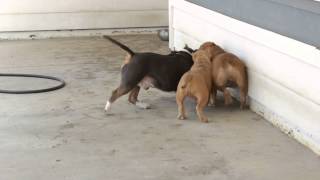 American Bully Dog Fight!! Bully Battle!!