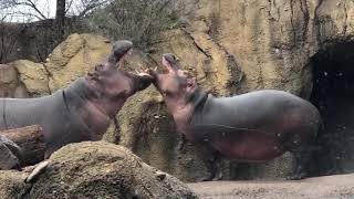 Hippo Sass