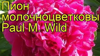 Пион молочноцветковый Поль М. Уайлд. Краткий обзор, описание paeonia lactiflora Paul M. Wild