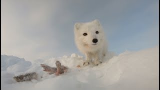 Рыбалка Налим и Пушистый бродяга..