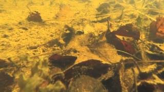 Palmate Newt Underwater