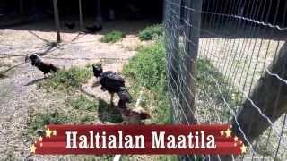 Haltialan kotieläintila - Kana ja Kukko 6.6.2013