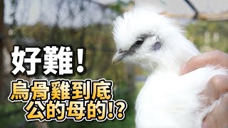 【雞】好難!烏骨雞到底公的母的?4隻雞性別公布!【許伯簡芝】雞07