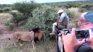 Lion Smells Guides Foot While On Safari