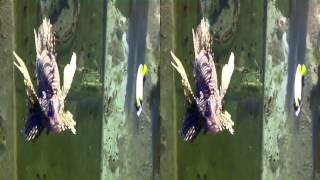 RASCASSE 3d poisson