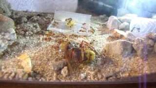 Myrmica ruginodis- zmagania z szerszeniem ;]